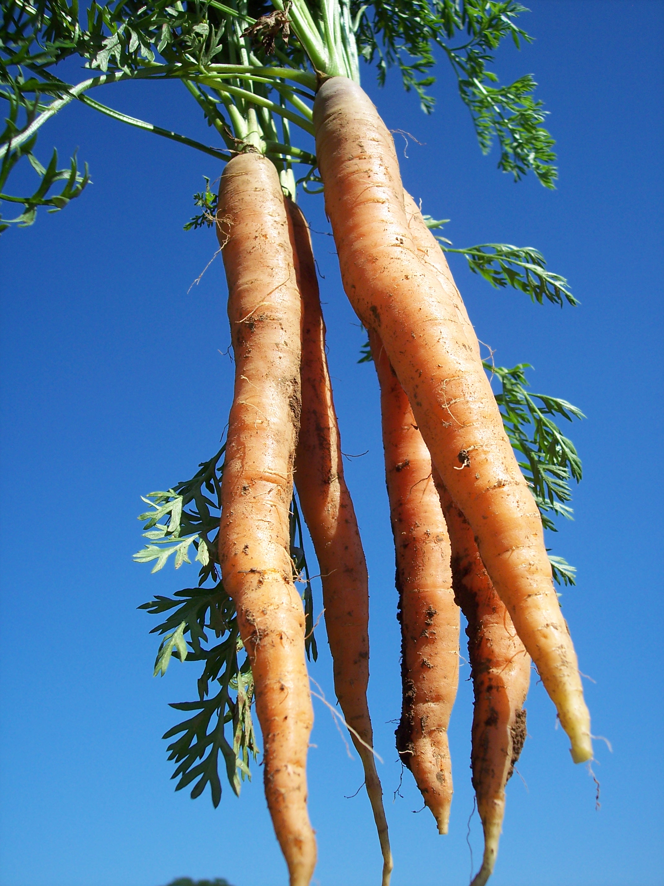 Морковь дикая купить. Дикая морковь корнеплод. Дикорастущая морковь. Дикая морковка. Дикая морковь корень.